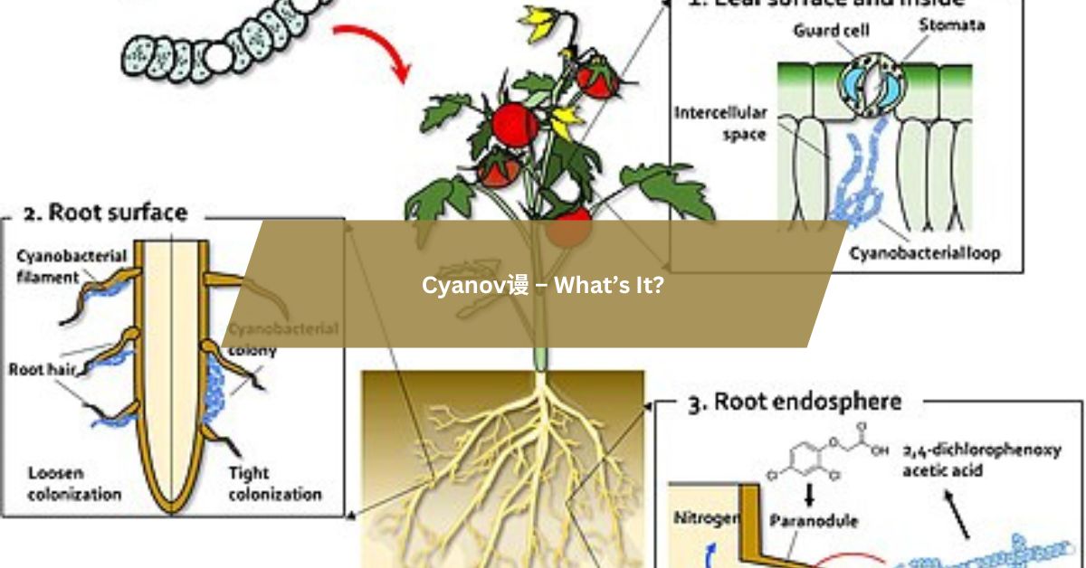 Cyanov谩  – What’s It